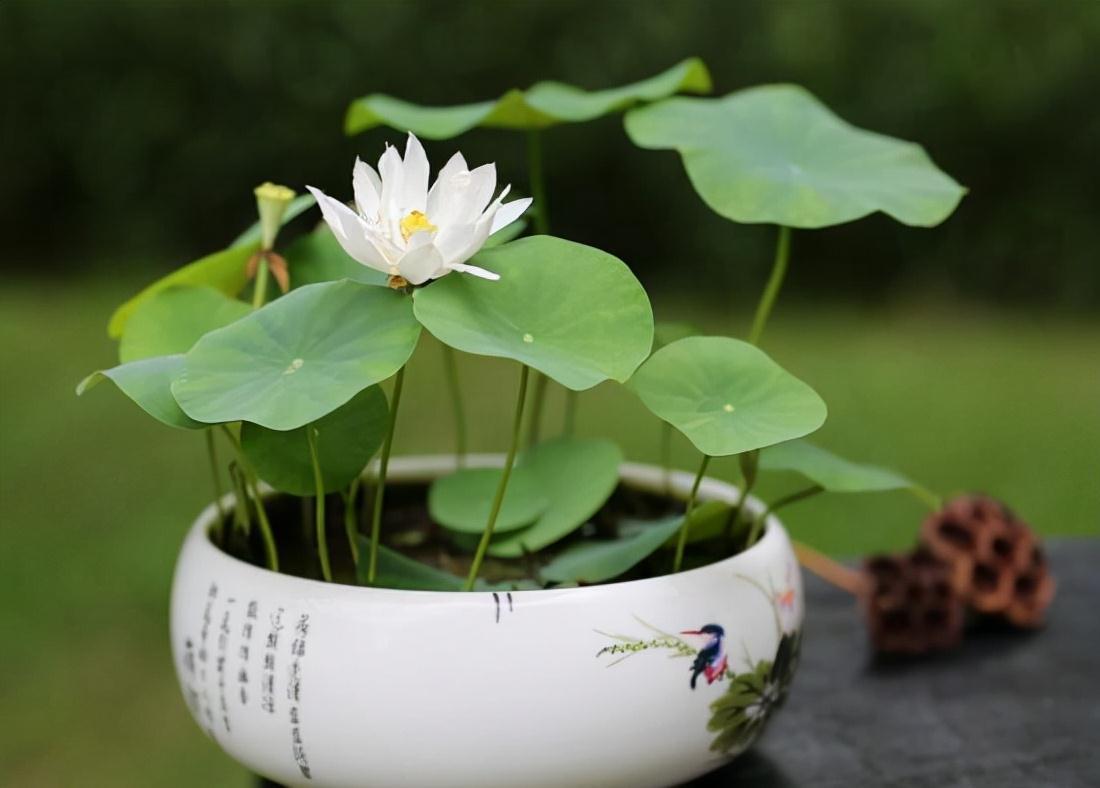 17大吉祥花，客厅有空间一定要养上一盆，好看又好养，养人又旺家