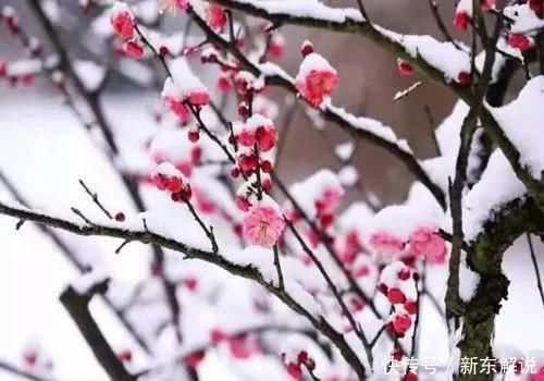 诗人|梅花雪花，两种风流，看王旭这首词如何评说