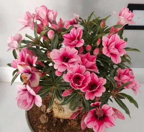 沙漠玫瑰,开花“靓丽”,长得慢不开花?毛病在“根系”