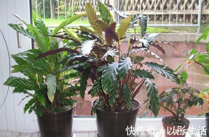 卫生间想养花？选这5种最靠谱，不仅生命力顽强，而且很耐阴！