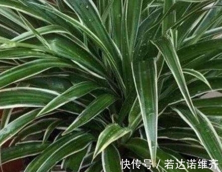 农历8月21秋分后，养什么花？以下3种花，红红火火招财纳福