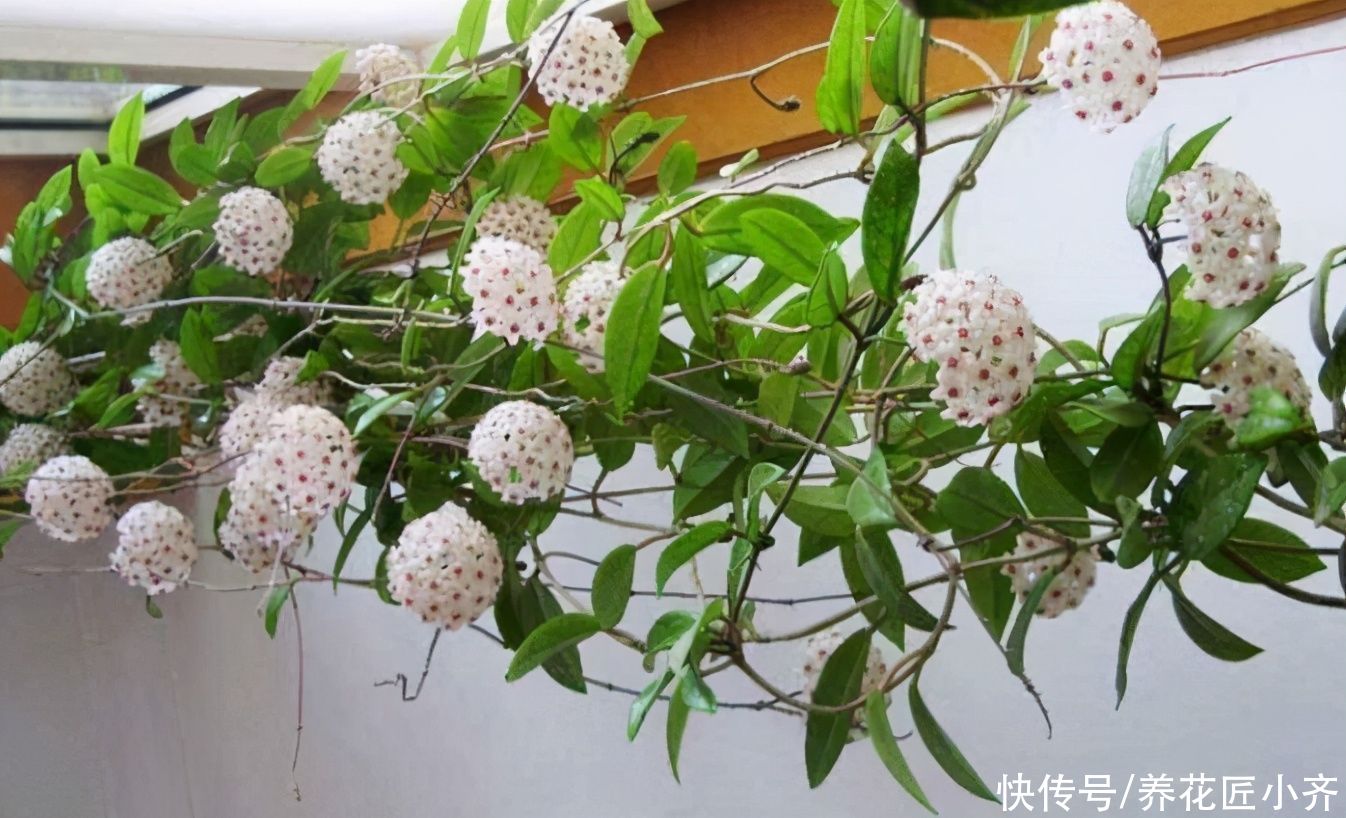 花芽|进入夏季想要球兰开花？学会这个窍门，轻松开满花，香气十足