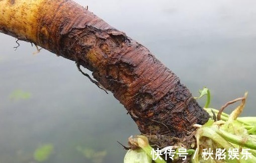 馈赠品|农村一种“萝卜根”切开是黄金色,功效极高,俗称“金不换”