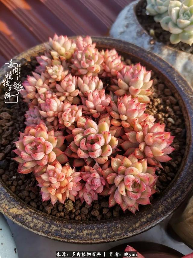 养多肉近四年,一路的走来,阳光总在风雨后!