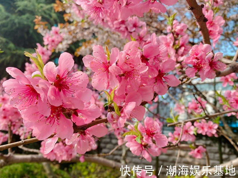 12个月各有各的花神，你出生在几月，你的花神就是它