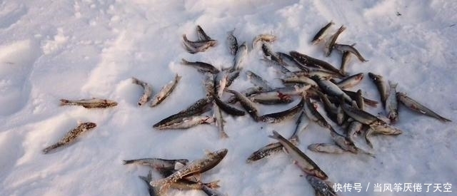 曾被认为是“小杂鱼”，殊不知已成鱼中珍品，80元1斤，别错过