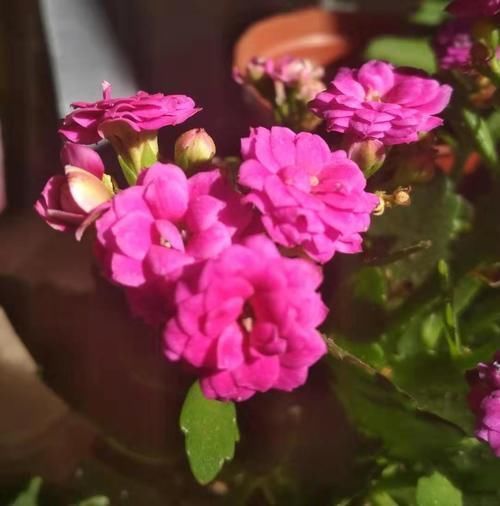 分化|长寿花还不长花苞,赶紧找个袋子套一套