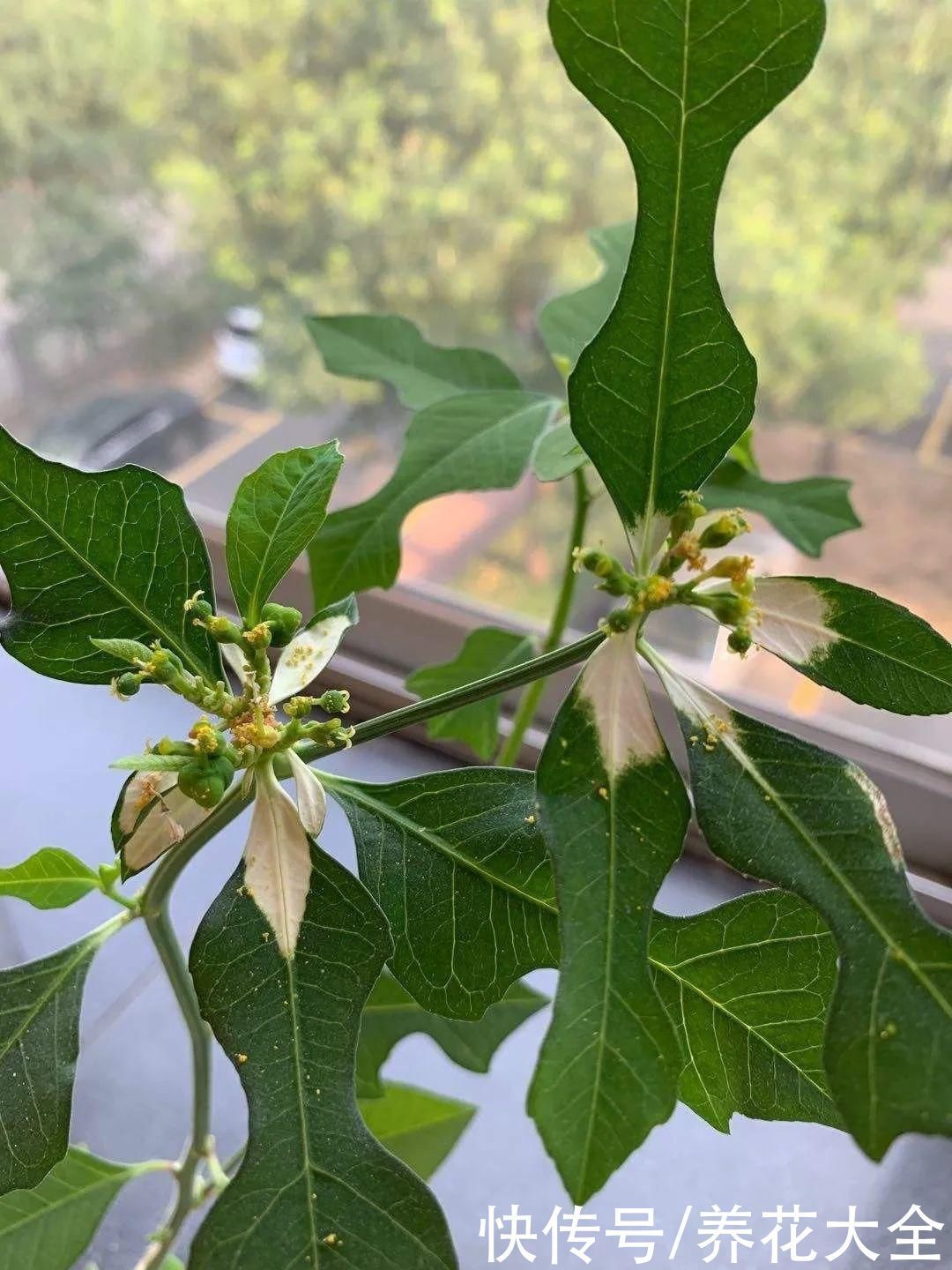 紫茉莉|不能小看入侵植物,看到后要立马拔掉,留着就是祸害