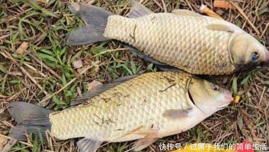 天气冷,开出的饵料总不好?牢记这“三步”,一根竿都钓不过来