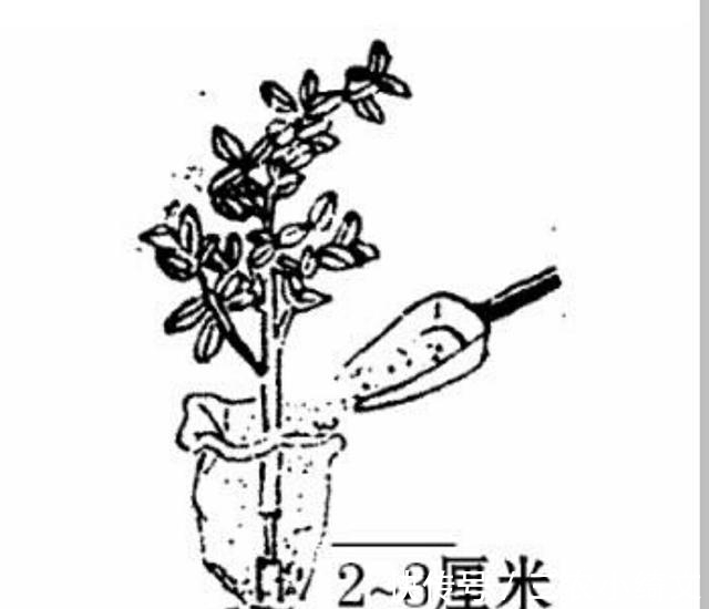 枝条|学会树木高压繁殖方法, 自己培育盆景小老桩!