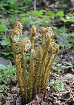 山里一野草,人称“龙头菜”,目前极为珍贵,野外遇见,请勿忽视