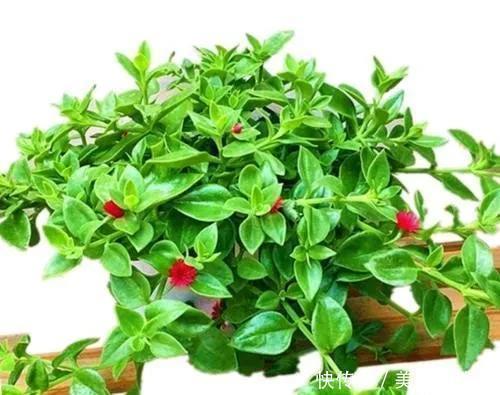 家里养有六种花卉的,可别忘了掐心,越掐爆盆越快,开花越多