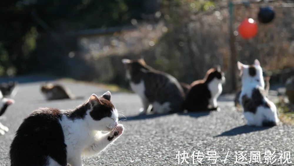 喵星人|日本怎么那么多撸猫圣地啊!