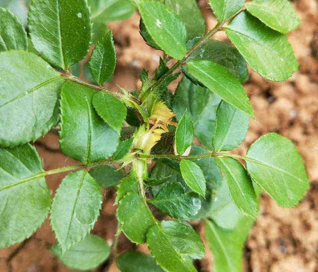 月季长出“一种芽”，赶紧掐掉它，长的越多，越难开花，白费劲了