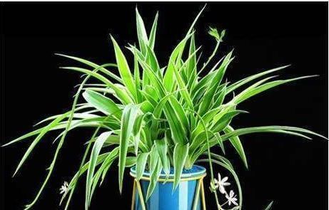 黄叶|养吊兰,最忌讳1件事,难怪黄叶,还弯折,现在纠正也不晚