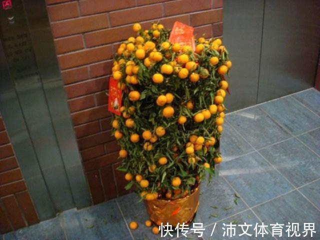 过年买花要“会挑”，4种花养家里“大吉大利”，谁看都有档次