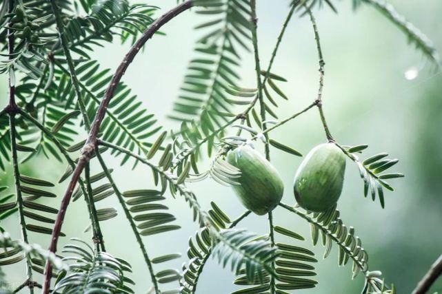 收购价|3年才成熟卖百元1斤,如今收购价却不足10元,农户不想摘了