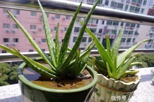 虎皮兰|这“4种”绿植,卧室放一盆,助力好睡眠,轻松一整天!