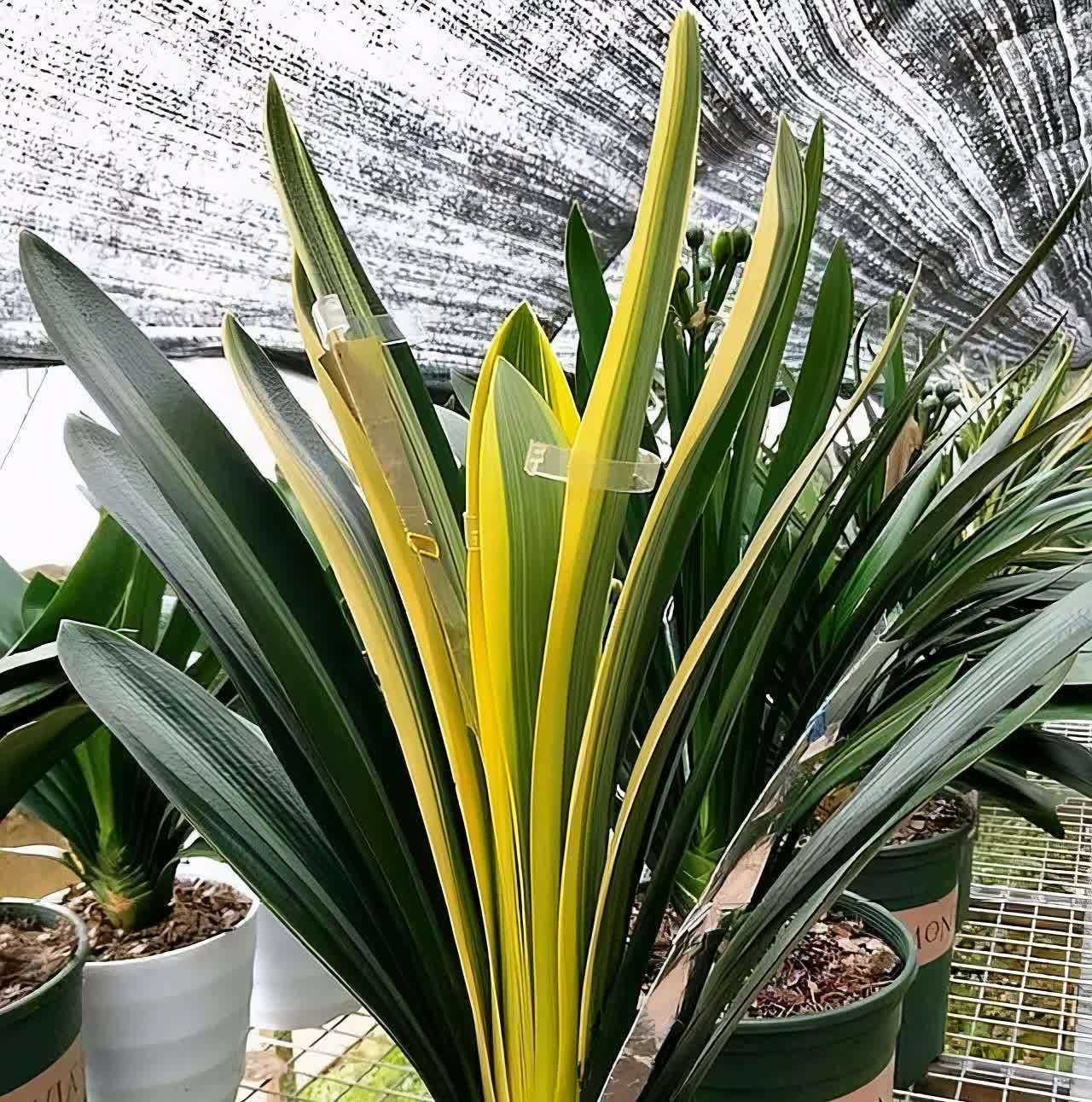 春天君子兰，能长8片叶？很简单，满足4个小条件就好啦