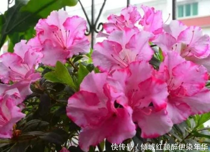 杜鹃花|4种便宜花,别小看,开花漂亮花期长,好养又漂亮