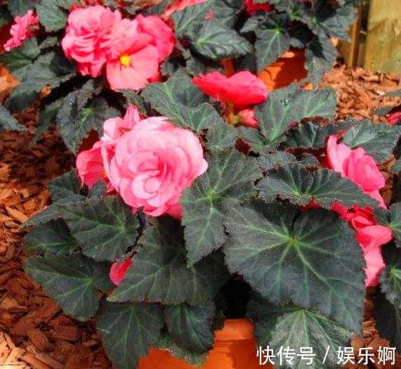 丝网状|有“1种花”是神圣之花,花色艳丽,花期长达100多天,回家快去养