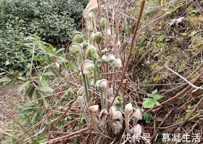 吃法|68种野菜图片，教你认识不同的野菜和吃法，你想要的野菜这里都有