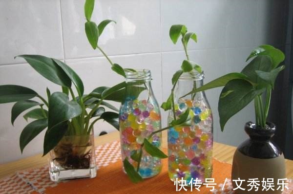 多肉怕水其实错了!5个科属的多肉“水培”以后,会长得更好