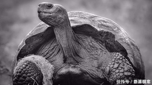 巨龟 不可思议一种13万年前已灭绝的物种再次出现，是一种不会飞的鸟
