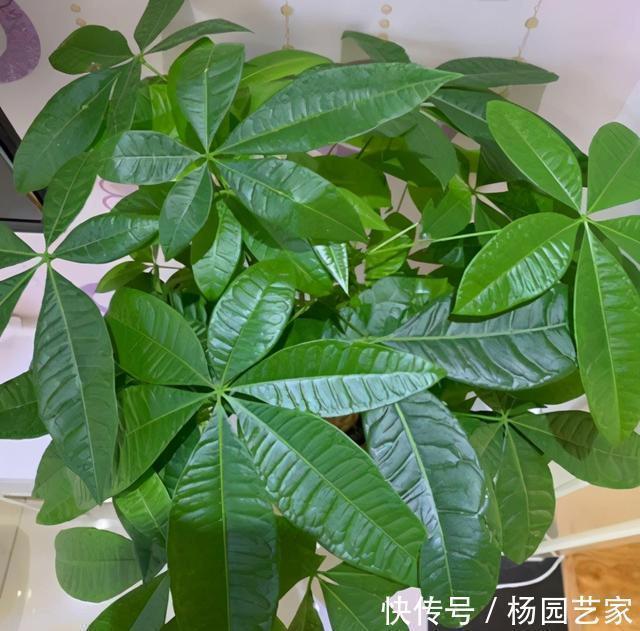 天冷后,这几种花就得“穷养”,不施肥、少浇水,越长越旺