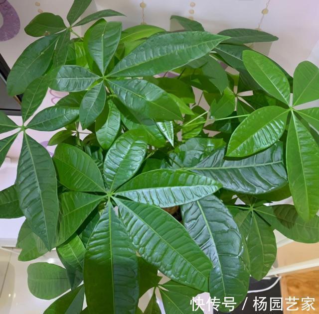 天冷后，这几种花就得“穷养”，不施肥、少浇水，越长越旺