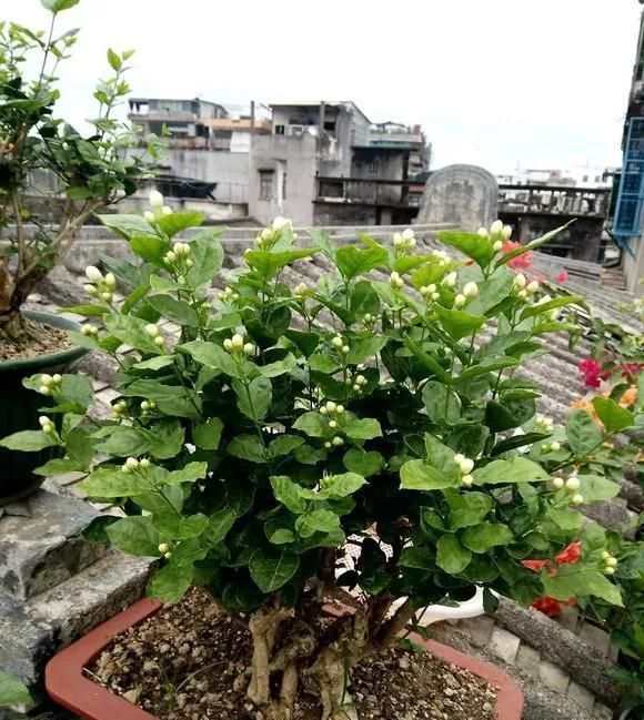 栀子花|这6种花儿爱吃酸，每月1勺“酸水”，花苞满盆看不见叶