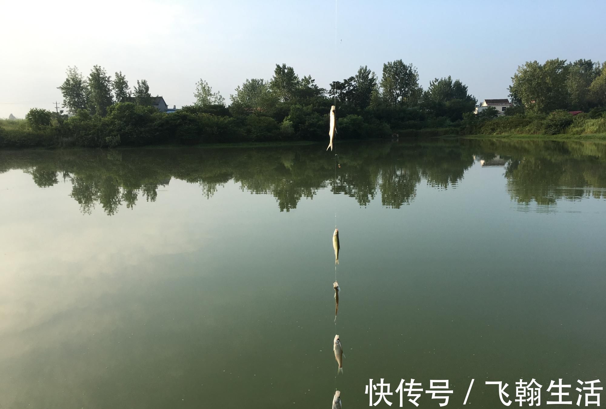 钓法|白条随便一点饵料就想糊弄我上鱼要想持久，就得这么干