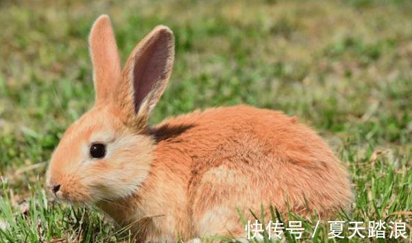 困境|7月28-8月6日,紫气东来,3生肖跳出困境,事业成功在即