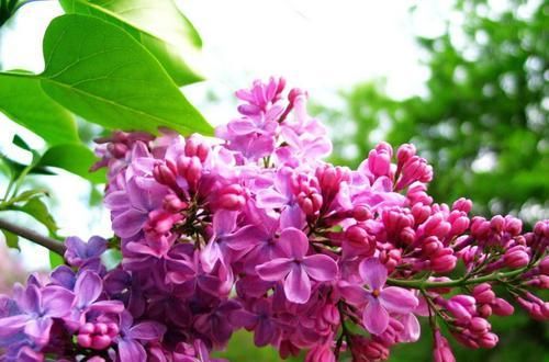  养花|阳台养花就养此3种，美丽不输玫瑰，四季开花，香气飘满屋