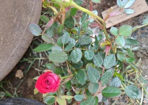 芒果皮|养花就用它做花肥，半年追加一次，比柳枝水、阿司匹林实用