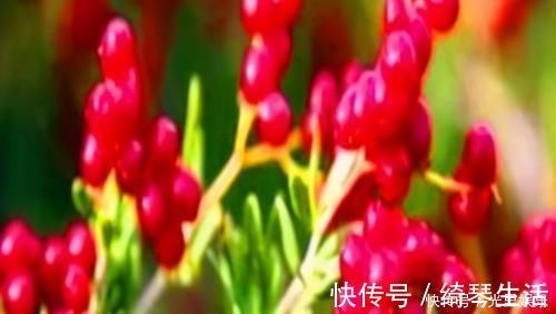 养肝|养肝就是保命,3种食物,农村不起眼,城里人没吃过,能养肝护肝