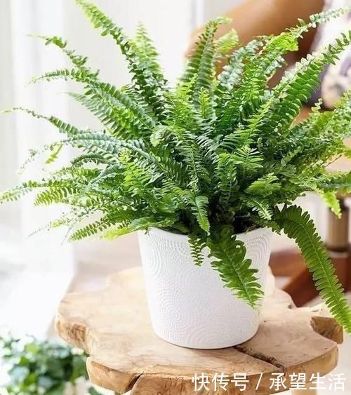 龟背竹|3种“大气花”越热越长个，新叶呼呼窜，室内百搭花，越长越高雅