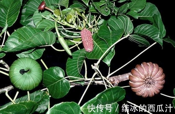 世界上最“不能招惹”的树,砍不得碰不得,见到都要绕路走