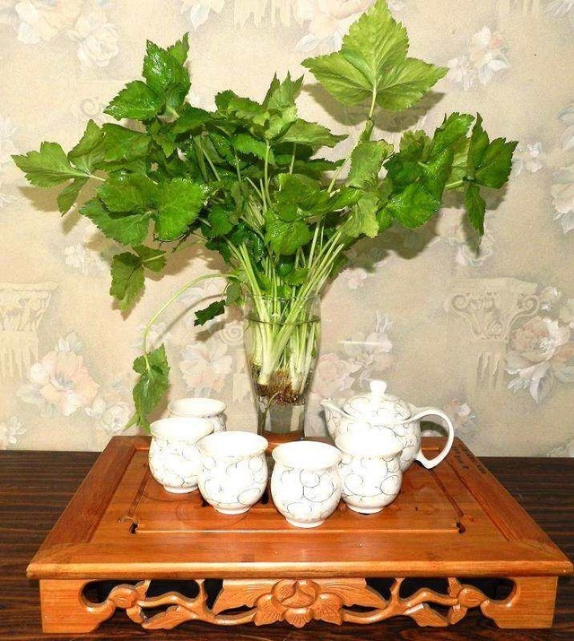 风火牙痛|这种野菜被称为“夫妻菜”，它能降血压还能治疗贫血，你吃过吗