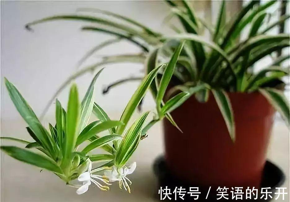 冬季花卉黄叶原因大盘点，看看你的花花中招了没