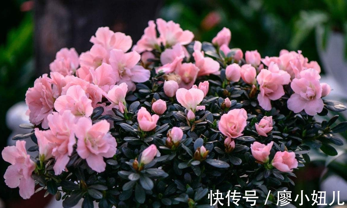 养杜鹃的经验，真的蛮实用的