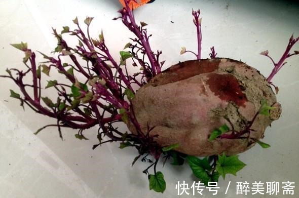 黄曲霉毒素|别扔!这3种食物发芽了不仅没毒,营养价值还翻倍