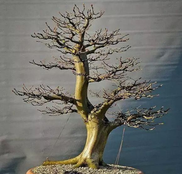 看到这些盆景以前的样子,我也是服了