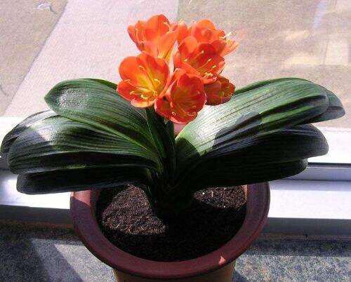 养君子兰,有一个“小技巧”,长得叶大叶宽,花多,根系壮