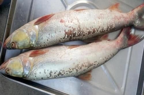 人称“水中老虎”,鱼中的害群之马,肉质鲜美,5000块只能买90斤