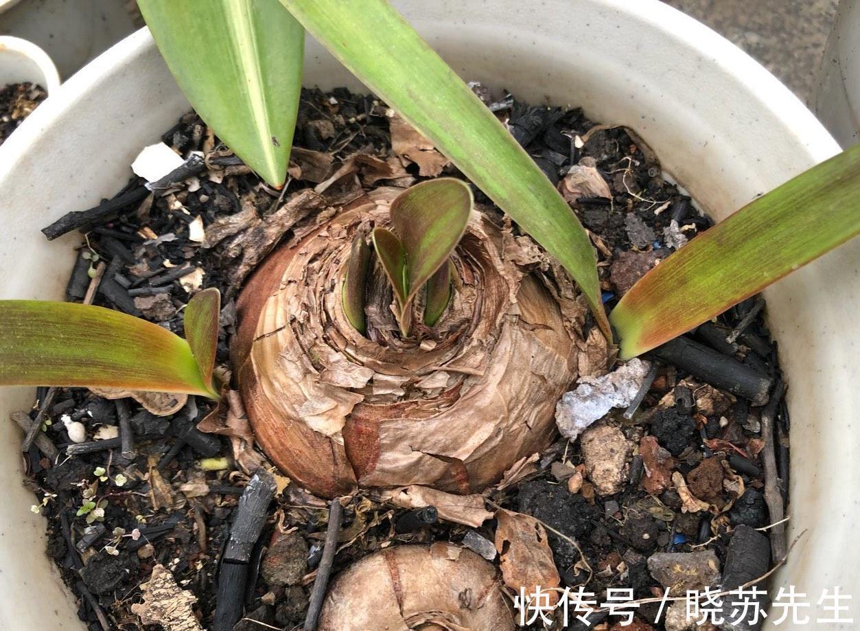 一个大疙瘩，开花“比脸大”，养朱顶红的5个窍门，年年开大花