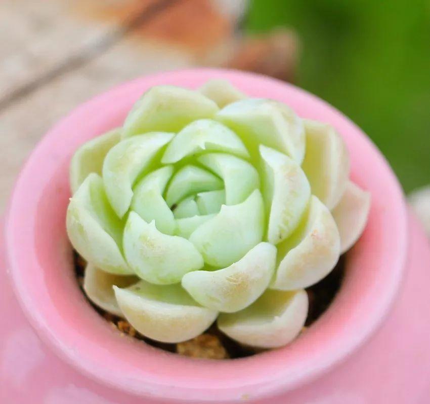 多肉|多肉养绿了,怎么养回原来的状态?分2种情况,后者直接没有救