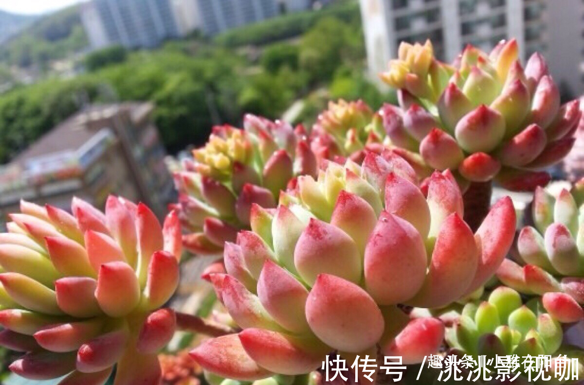 秋季养多肉可以淋雨吗有优点有缺点,做对“一点”,长成小胖子