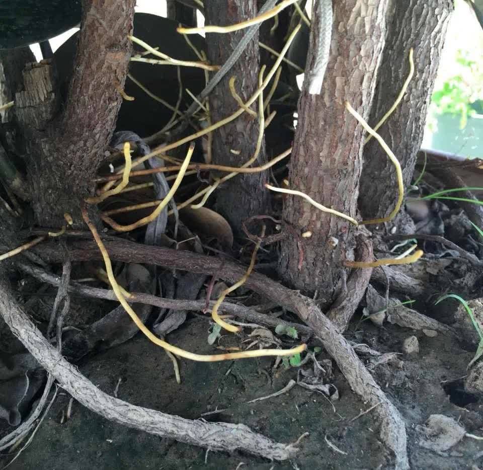 这5种花，开春翻盆很重要，一整年不烂根，绿叶多开花多