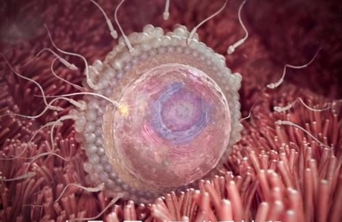 阶段|胎儿在母体是如何长大的?一组图告诉你,不同阶段宝宝的发育过程